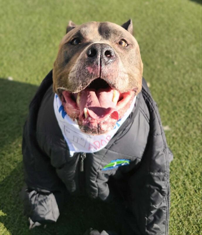 Picture of the Animal Listed